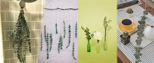 10 Pcs Dried Eucalyptus Stems 17" Real Eucalyptus for Shower Hanging - 100% Made from Fresh Eucalyptus Stems, Bathroom Decor Home Decor Wedding, Home, Farmhouse, DIY Spring Decor